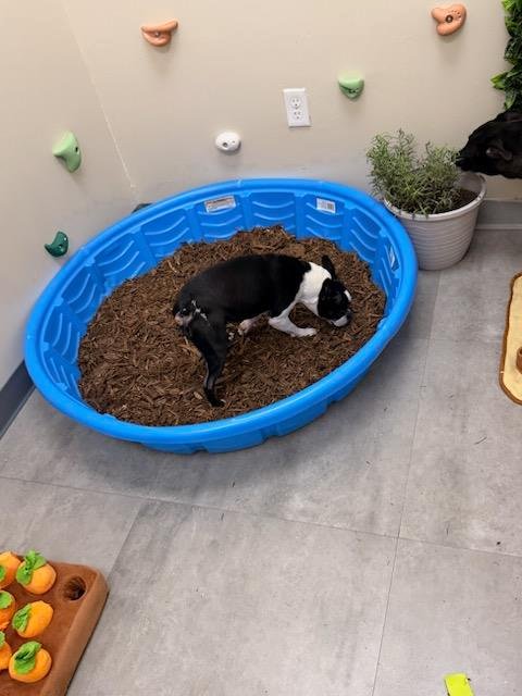 Enrichment Oasis