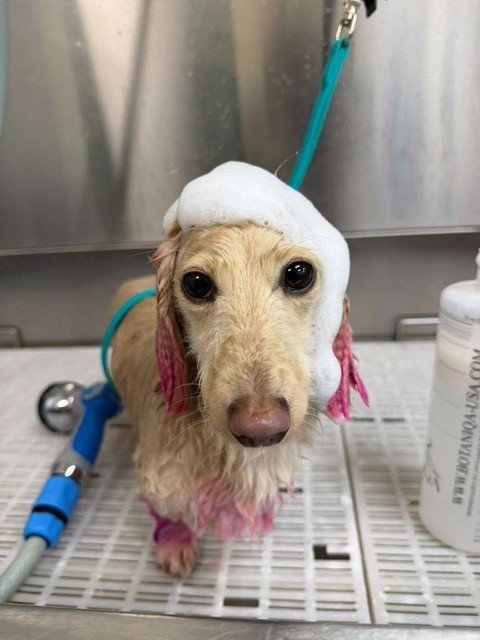 Zen Canine Club™ groomer at work