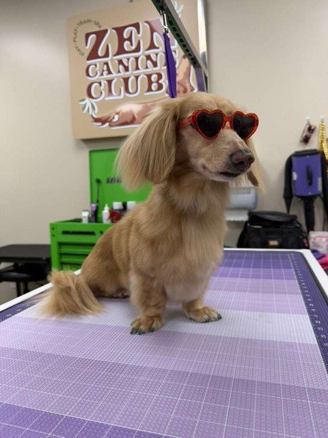 Groomer reading and working with a dog