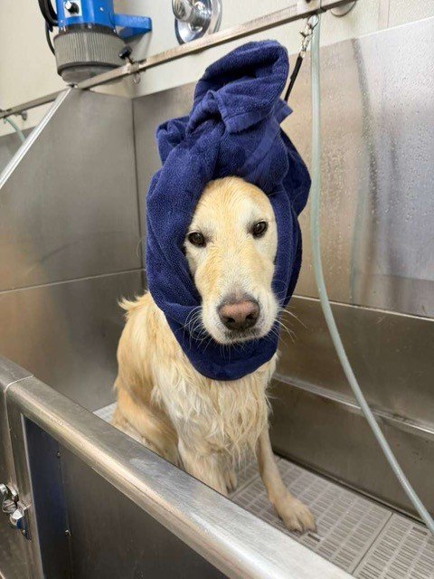 Dog enjoying a grooming experience at Zen Canine Club™