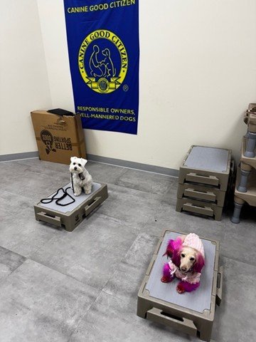 Dog training at Zen Canine Club™