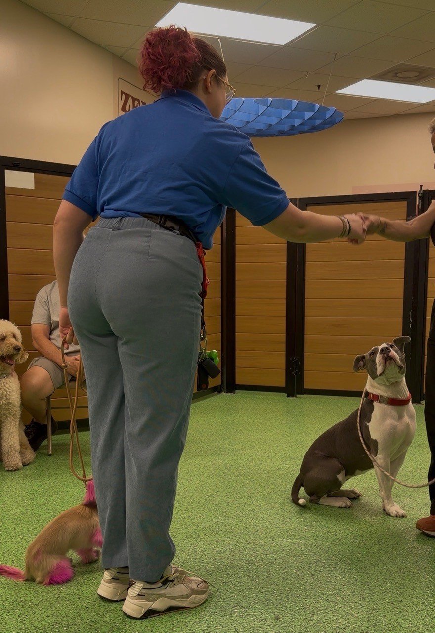 Dog training at Zen Canine Club™
