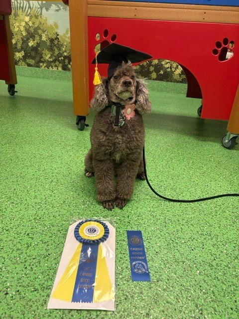 Dog training at Zen Canine Club™